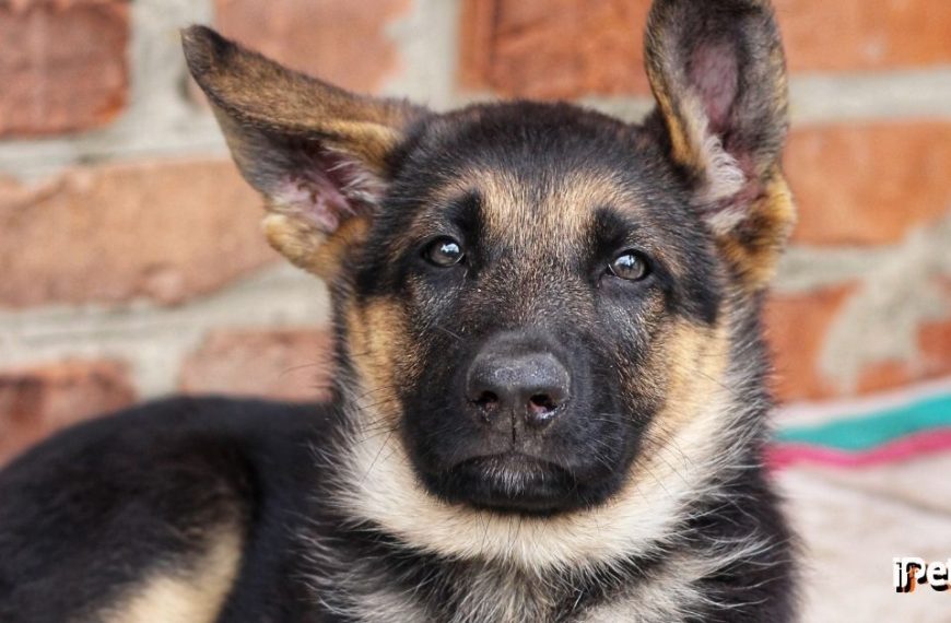 German Shepherd Floppy Ears Featured Image