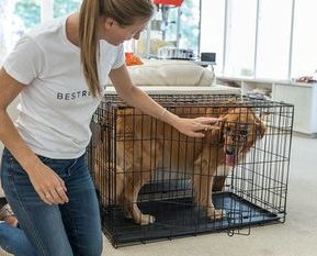 Girl Playing With The dog