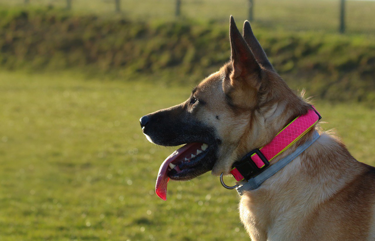different types of dog collars featured image