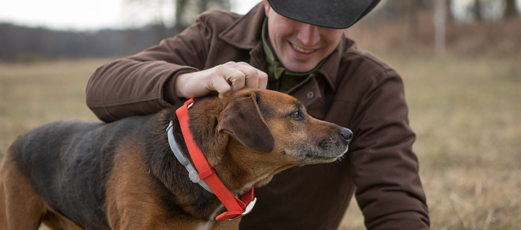 Benefits of Training Collar