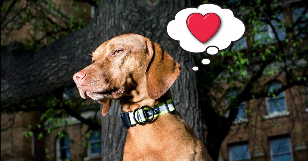 Do dogs like collars Featured image