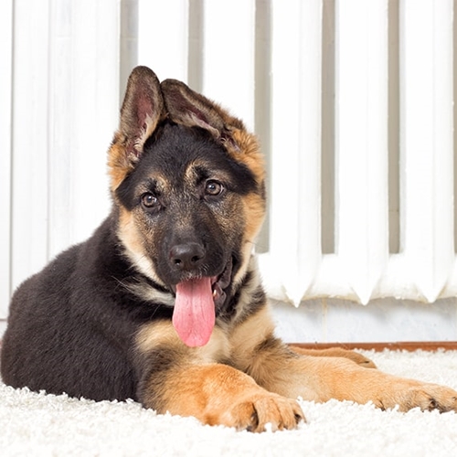 German shepherd puppy sitting on a rug