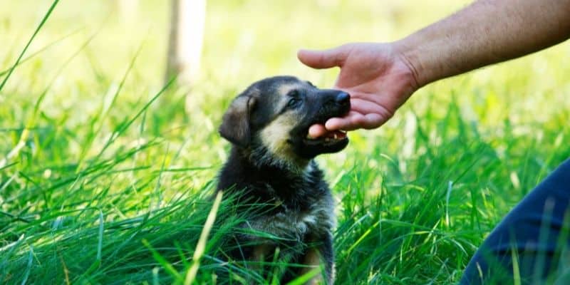 German shepherd puppy aggressive biting Featured Image