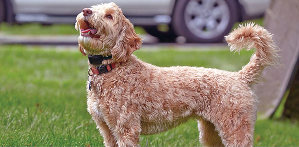 Shock collar training for barking featured image