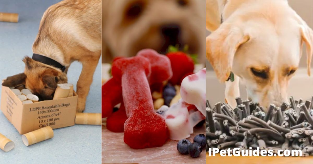 Diy Dog Brain Games featured Image