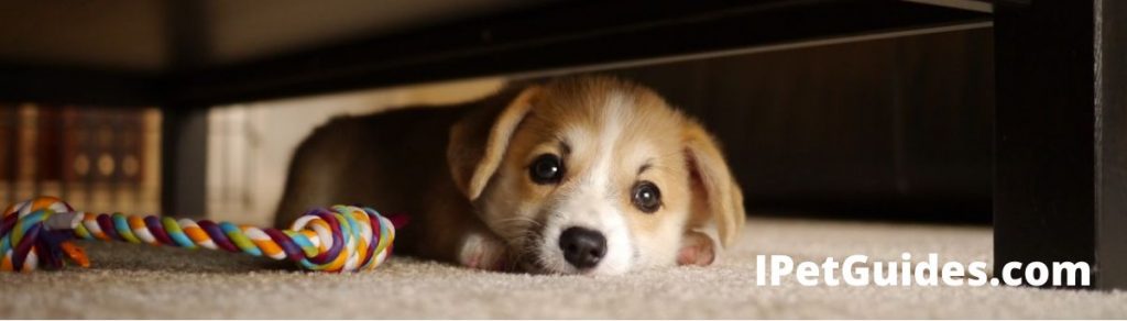 Hide-And-Seek for dogs