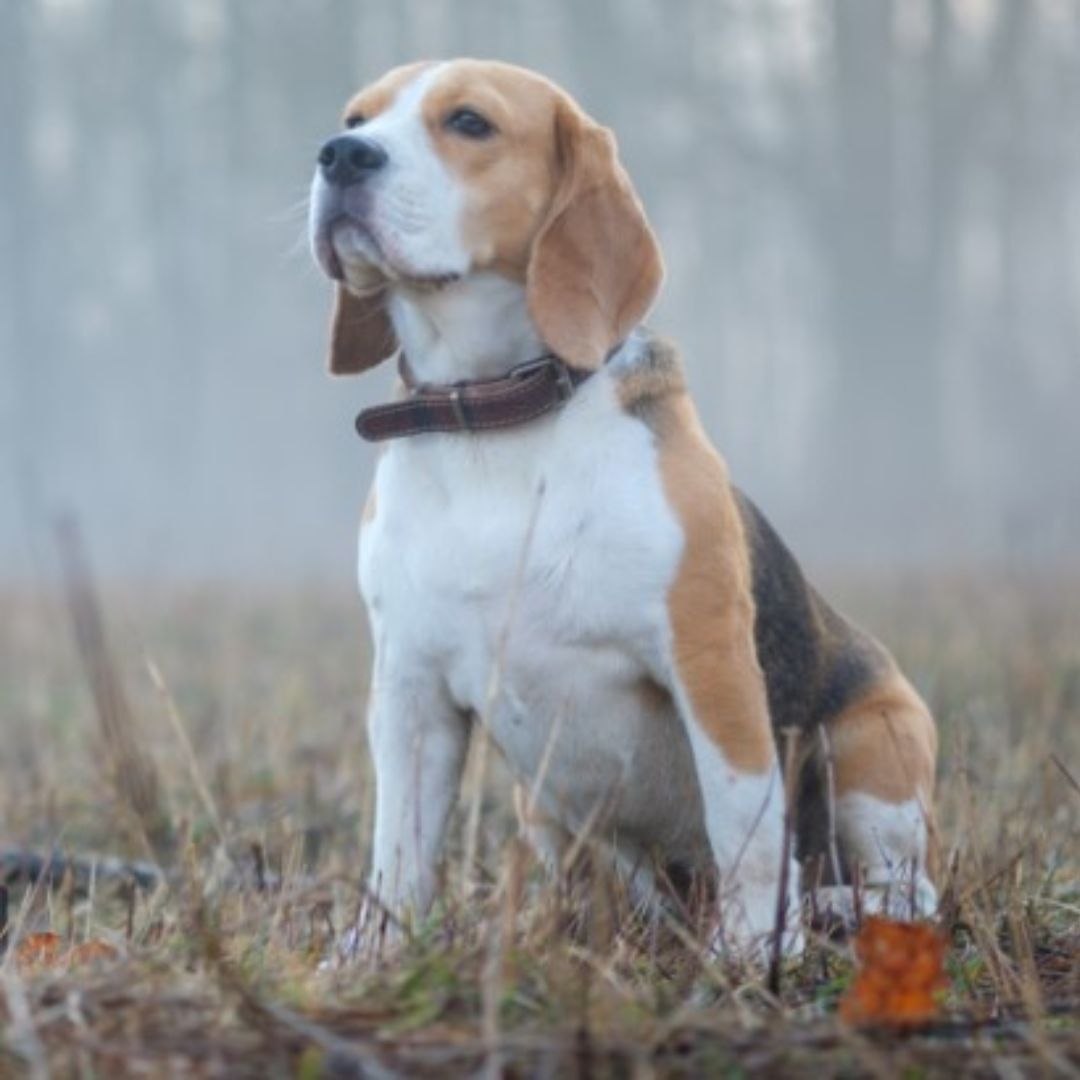 Beagle Dog breed