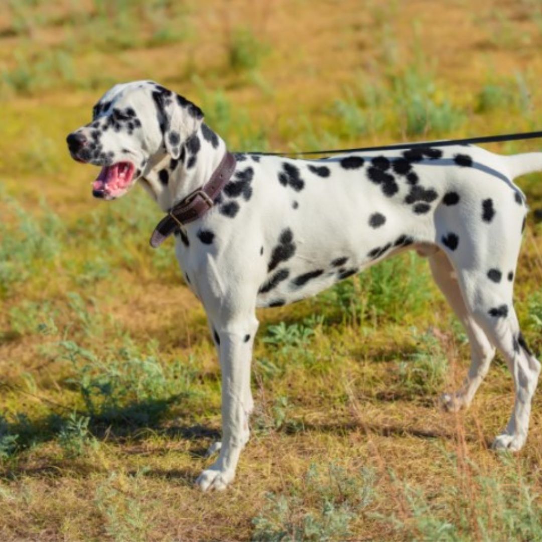 Dalmatian Dog breed