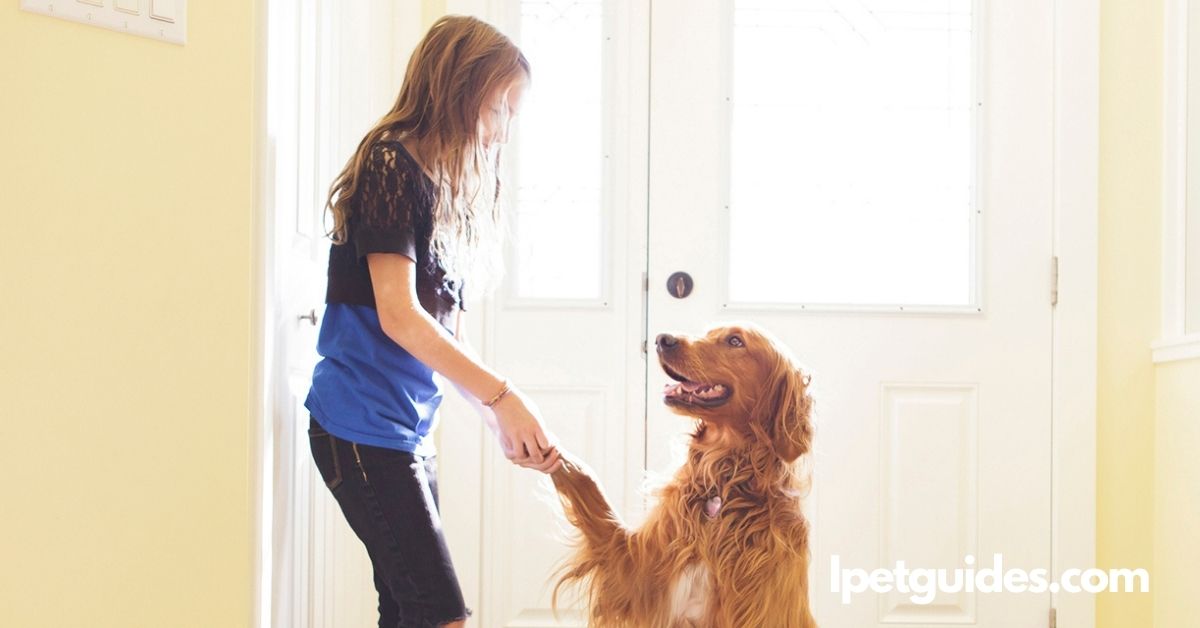 Woman teaching tricks to a dog