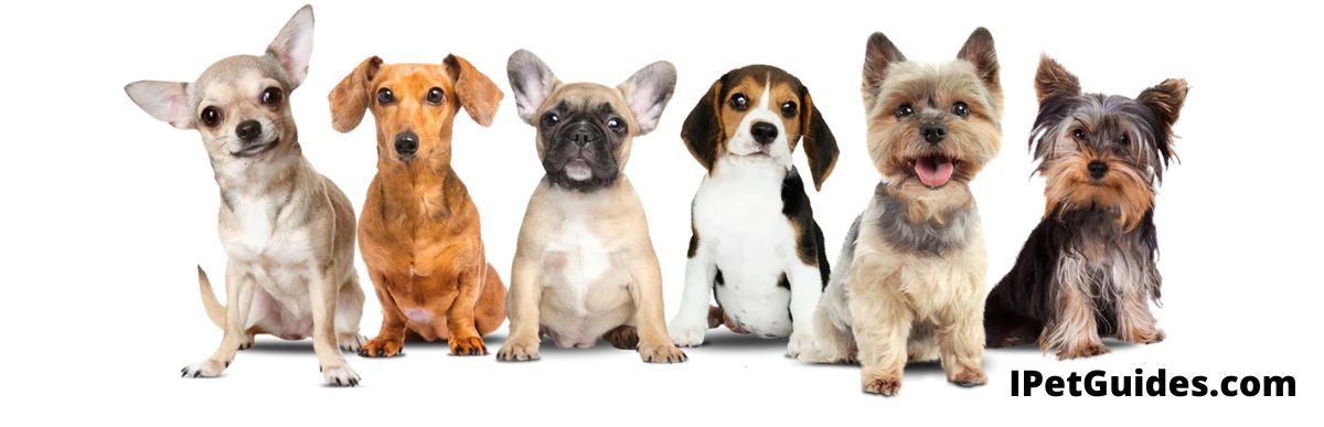 smallest dog breeds