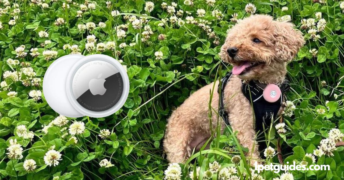 Can Apple Airtags Be Used On Pets featured image