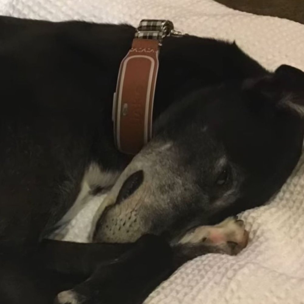 a dog on the bed with link akc tracker