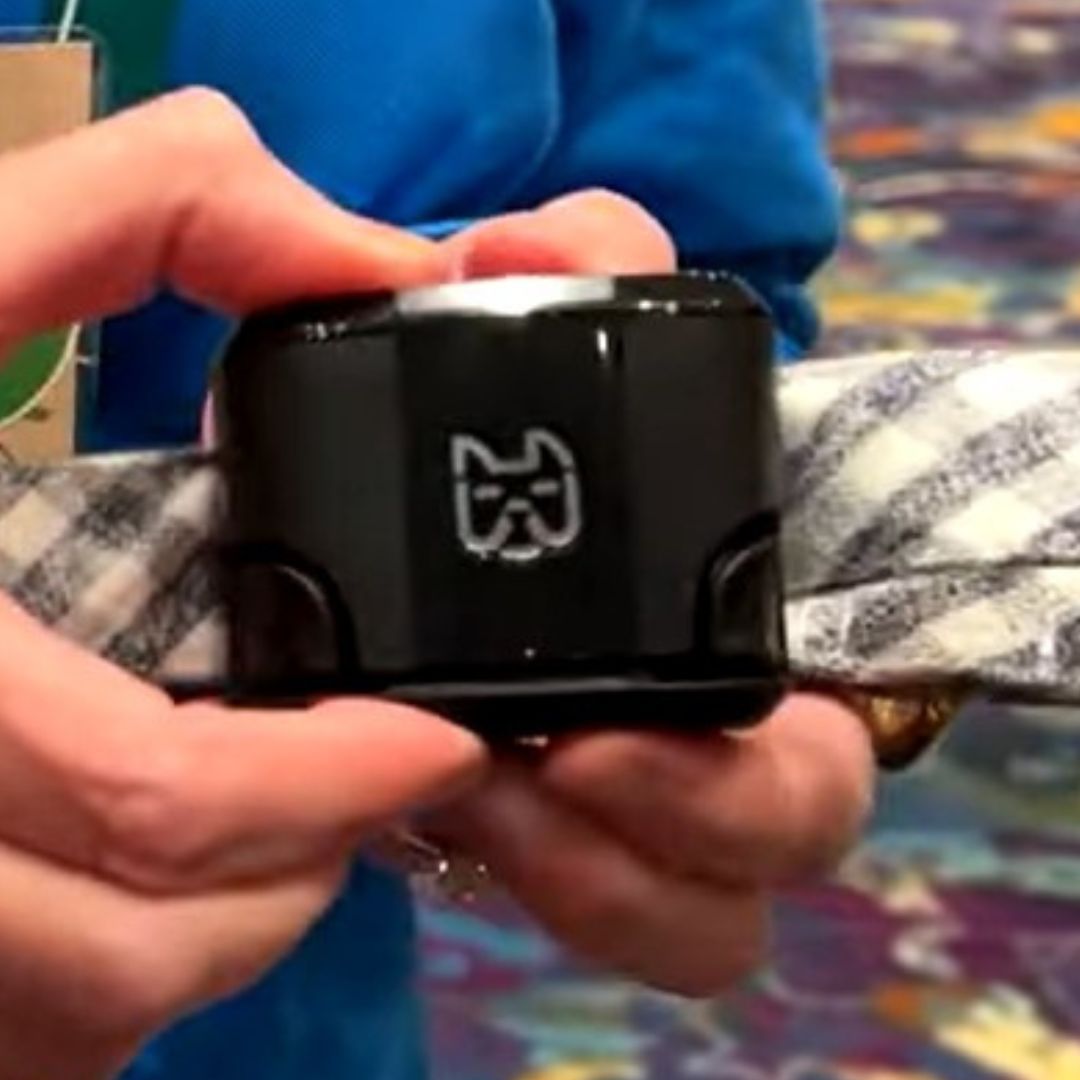 a human holding wagz collar