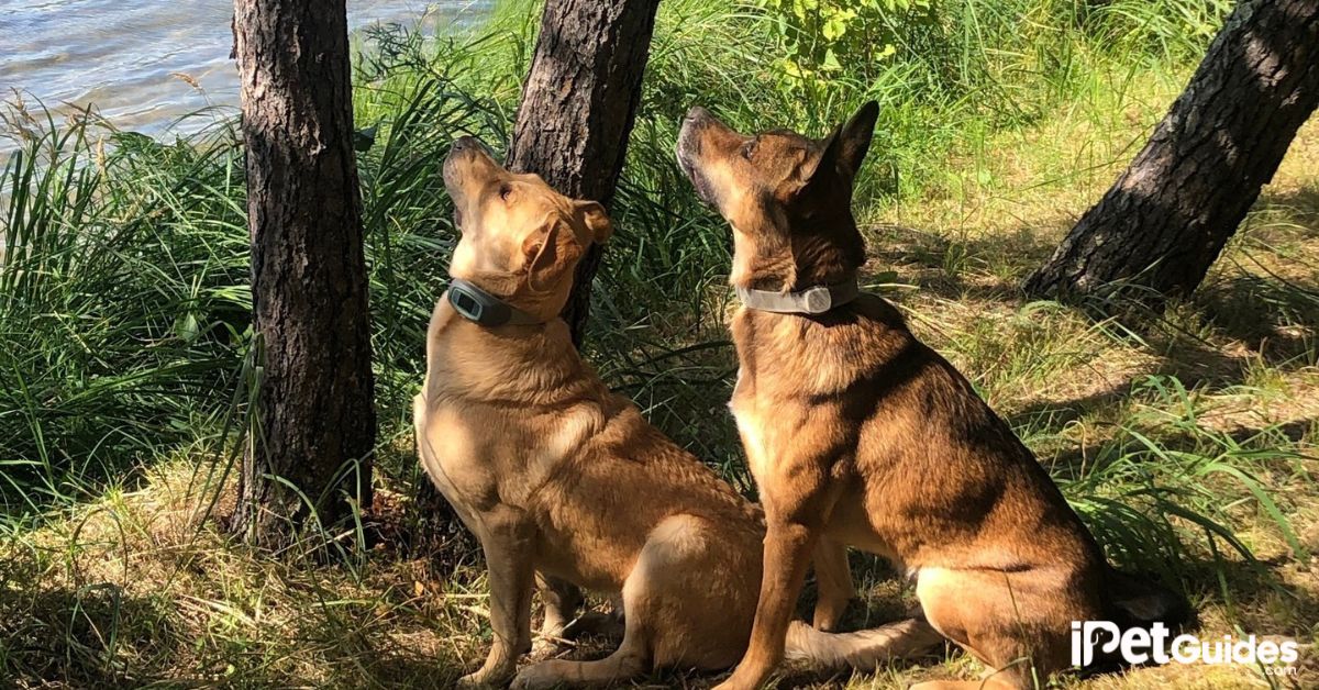 Are GPS Dog Fences Effective featured image