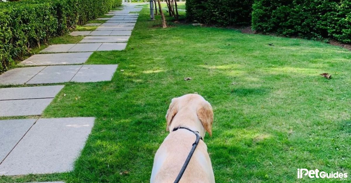 How to Set Up Wireless Dog Fence featured image