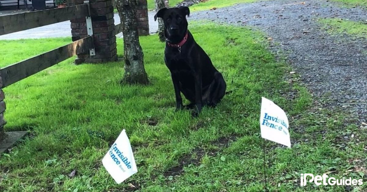 Pros and Cons of Invisible Fence featured image