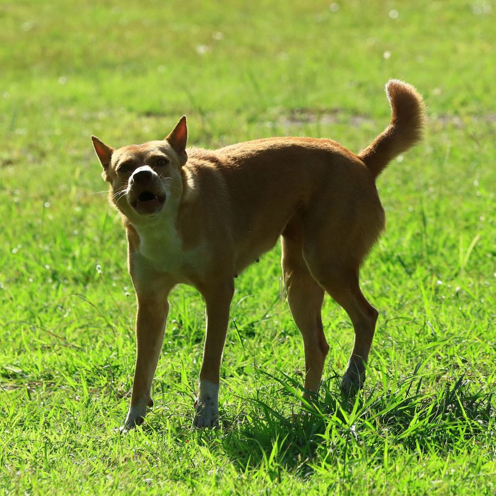 a barking dog standing on the ground