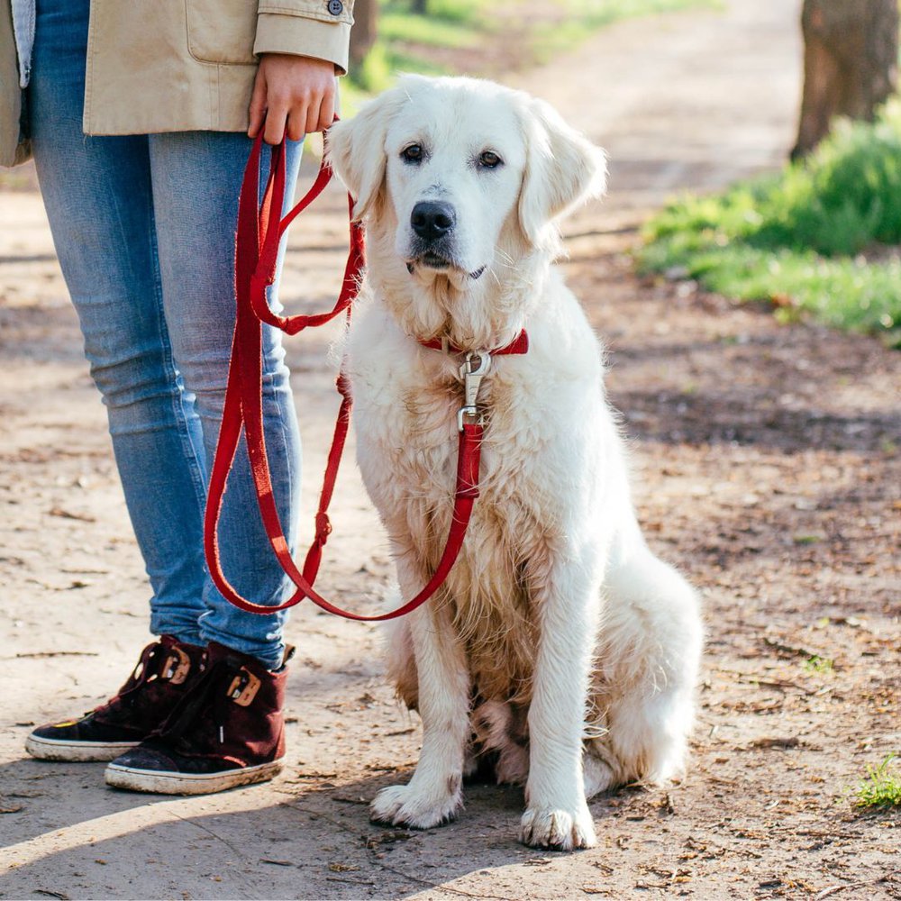 a dog sitting on the ground and a human holding dog's leash