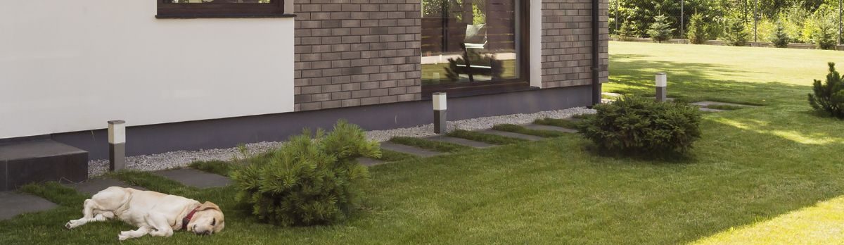 a dog sleeping in the garden