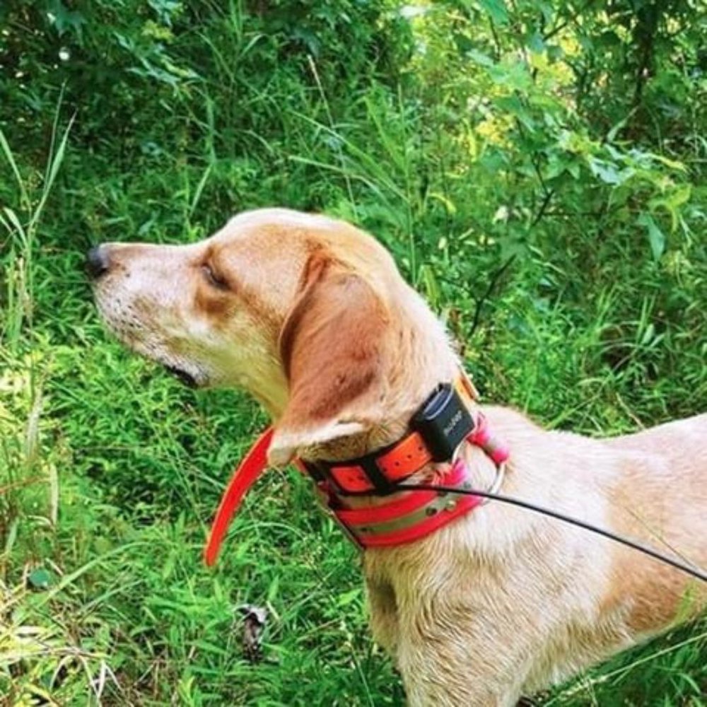 a dog wearing Dogtra Pathfinder TRX