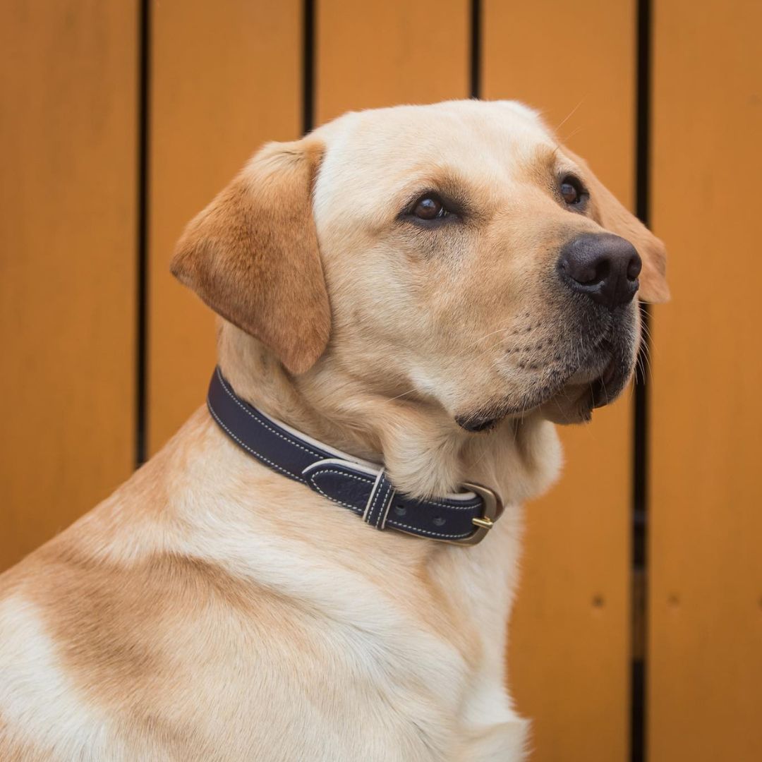 a dog wearing Receiver Collar