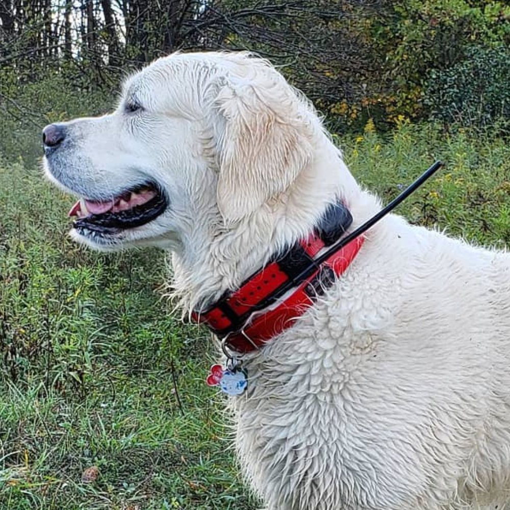 a dog wearing Sportdog TEK Collar
