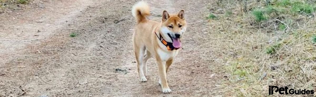 a dog wearing garmin tracker and walking on the ground