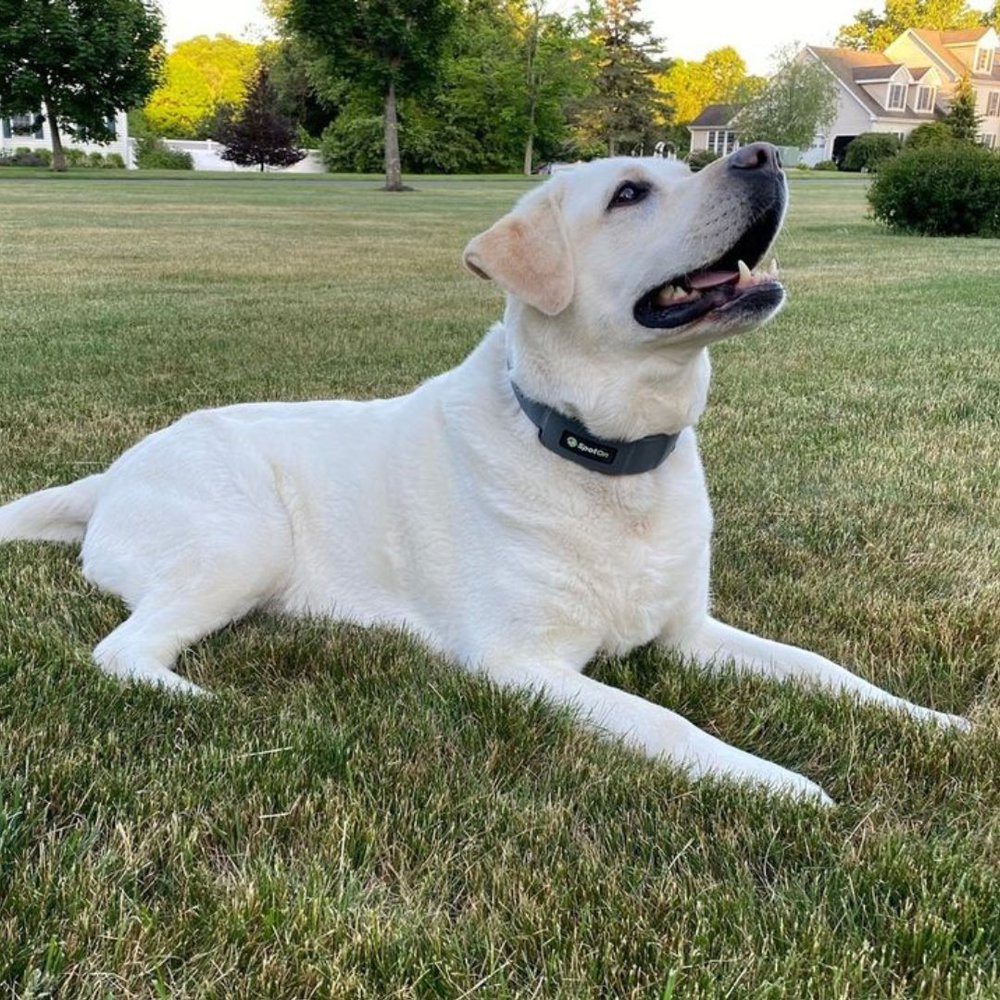 a dog wearing spoton collar and lying on the ground