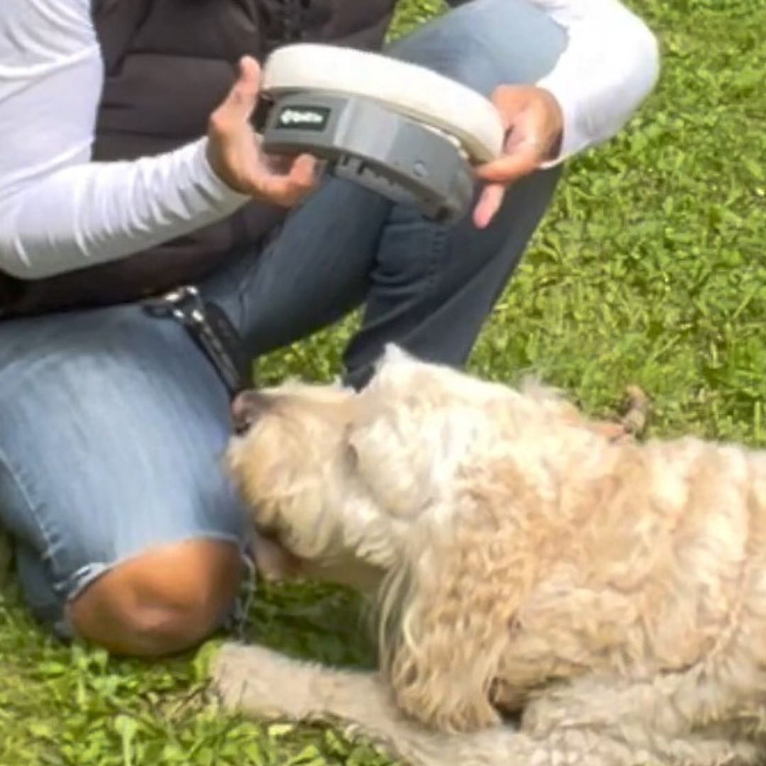 a human holding Electric fence collar and a dog lying on the ground