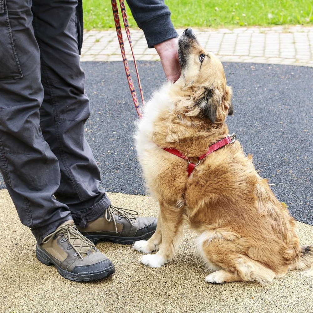 a human touching a dog