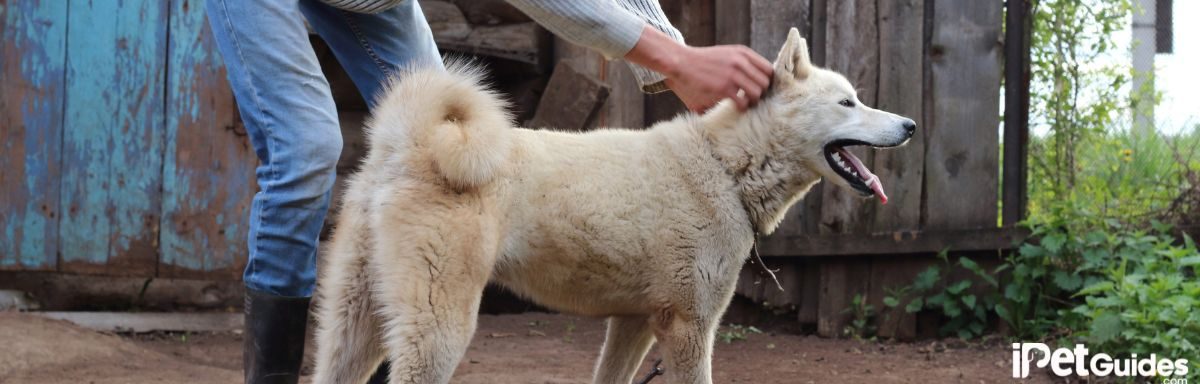 a human touching a dog's head