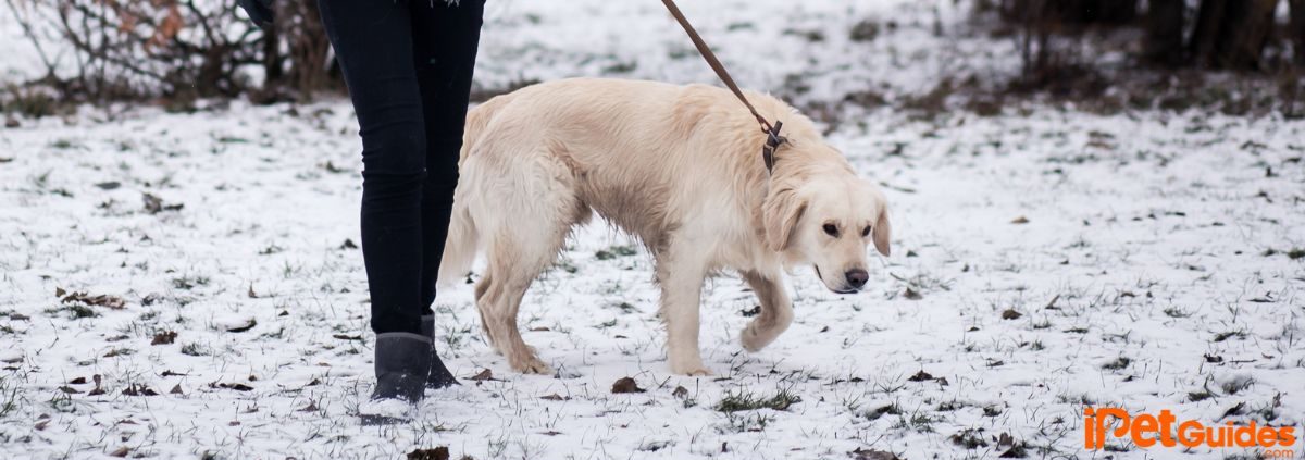 a human walking with a dog