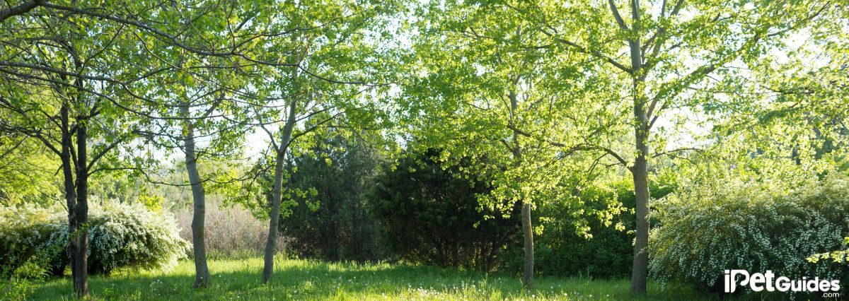 backyard with lot of trees
