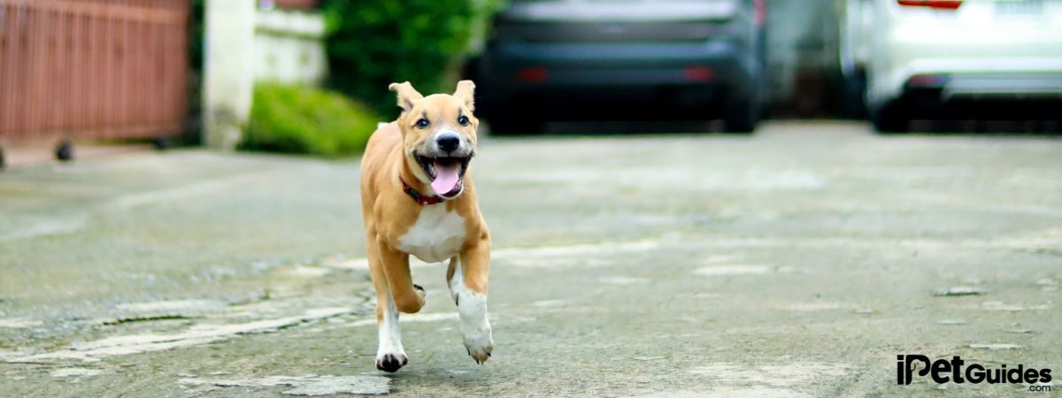 a dog running on the road