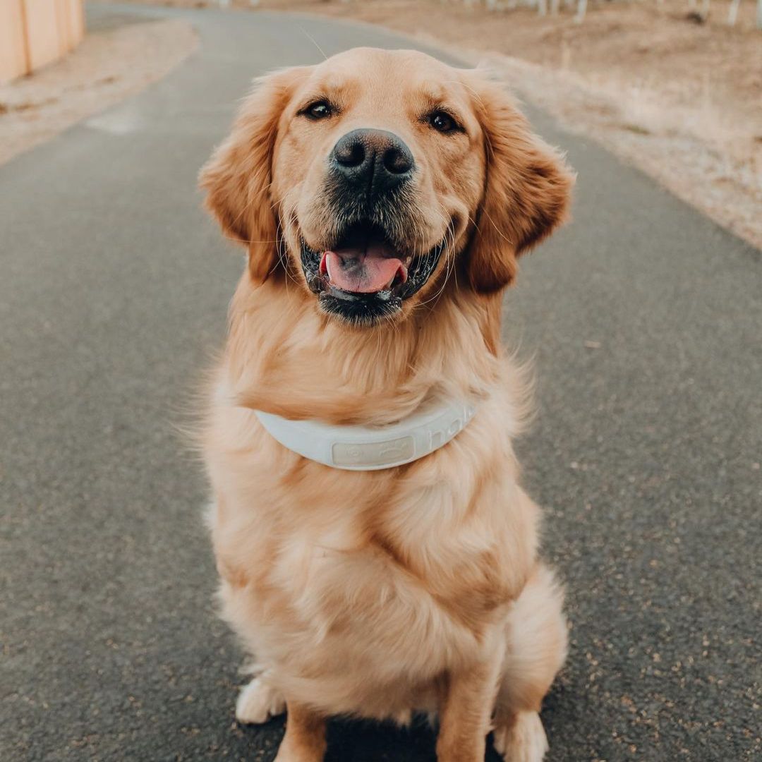 a dog sitting on the ground and wearing halo collar