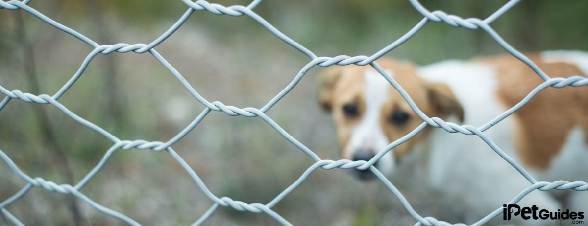 a dog standing on the ground behind the fence