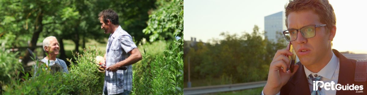 some steps to find your run away dog