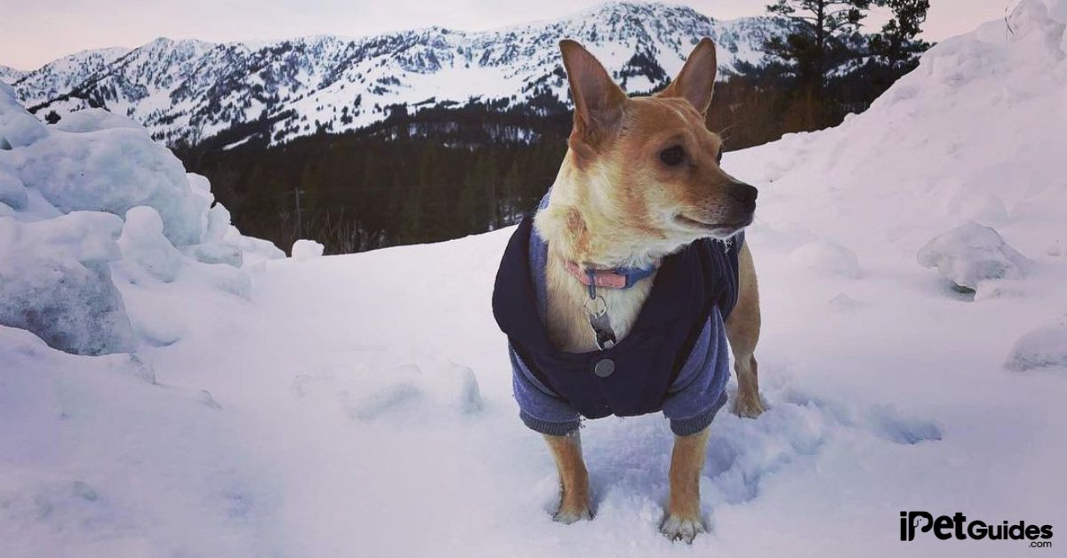 Chiweenie Cost featured image