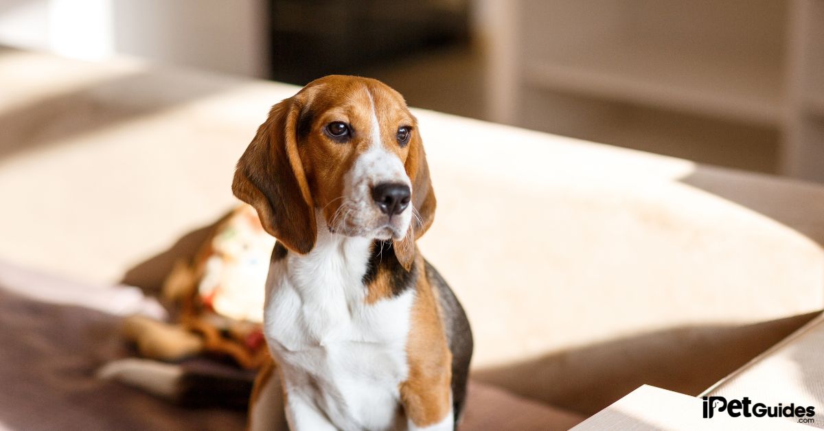 How Long Can You Leave a Dog Alone featured image