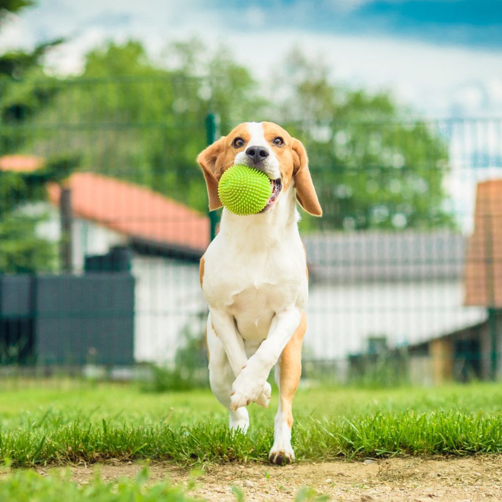 a dog playing on the ground
