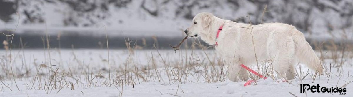 English Cream Golden Retriever standing on the ground