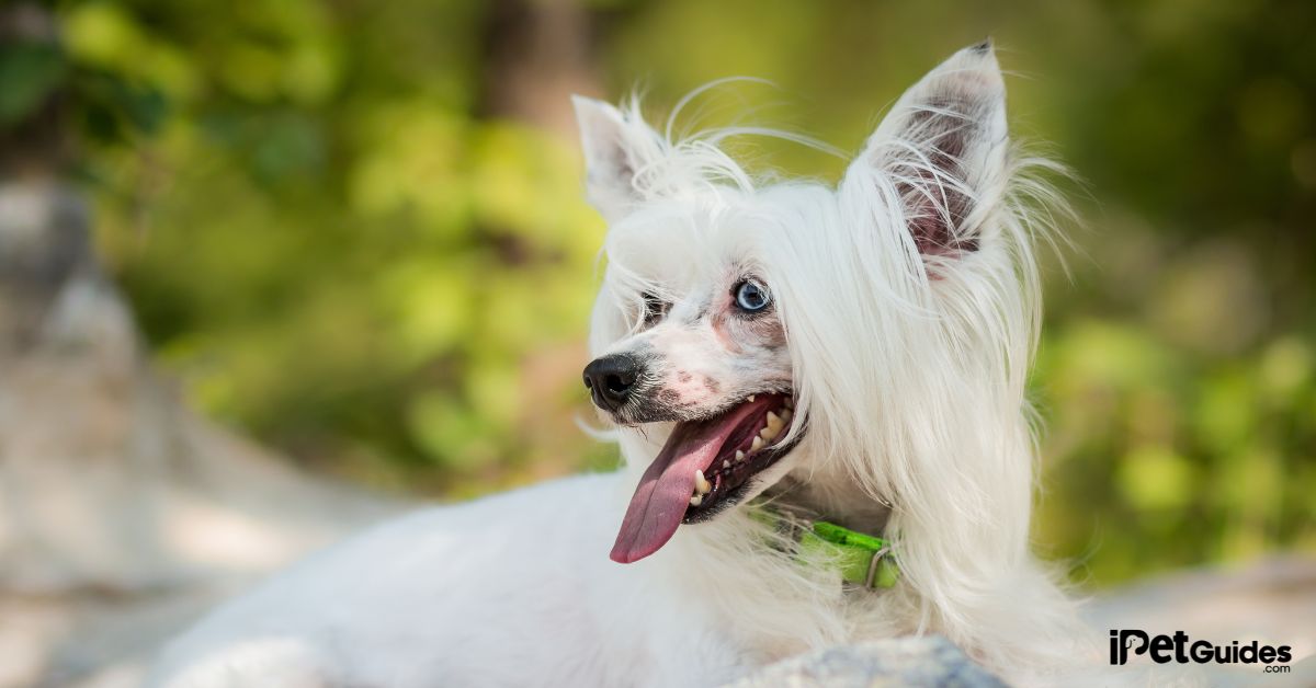 How Much is a Chinese Crested Dog Cost Featured Image