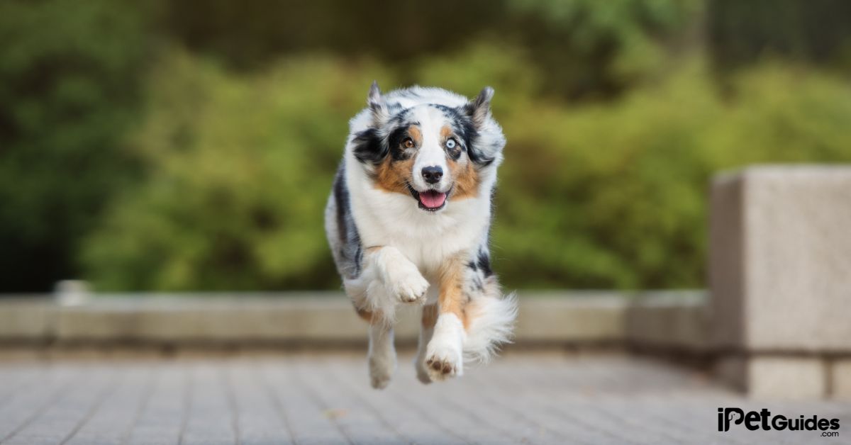 Merle Dog Cost featured image