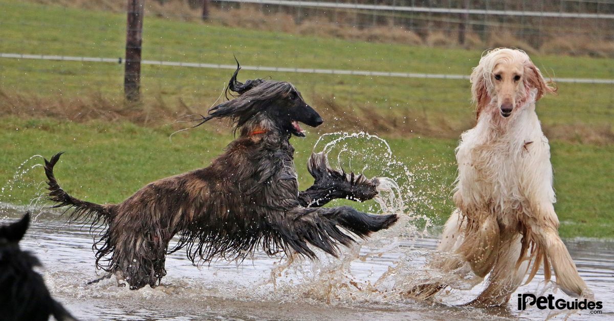 afghan hound price Featured Image