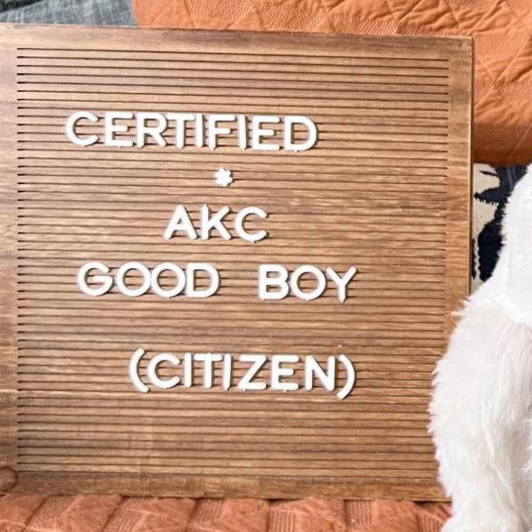 AKC Certification