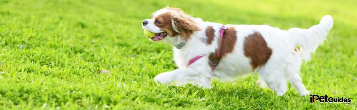 Cavalier King Charles Spaniel running on the grass