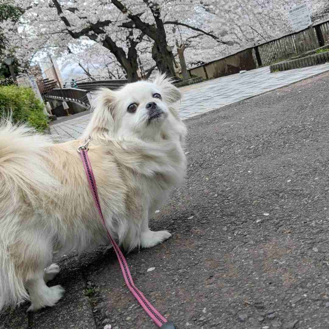 Long-Haired Chihuahua standing on the ground