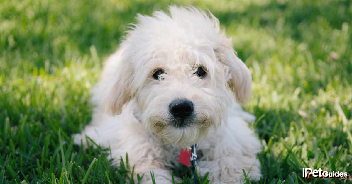 Mini Goldendoodle Featured Image