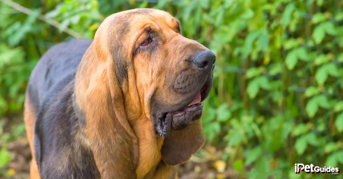 bloodhound price Featured Image