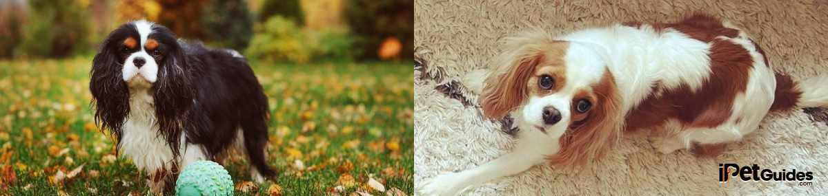 two types of Cavalier King Charles Spaniel